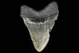 Fossil Megalodon Tooth - North Carolina #119428-2